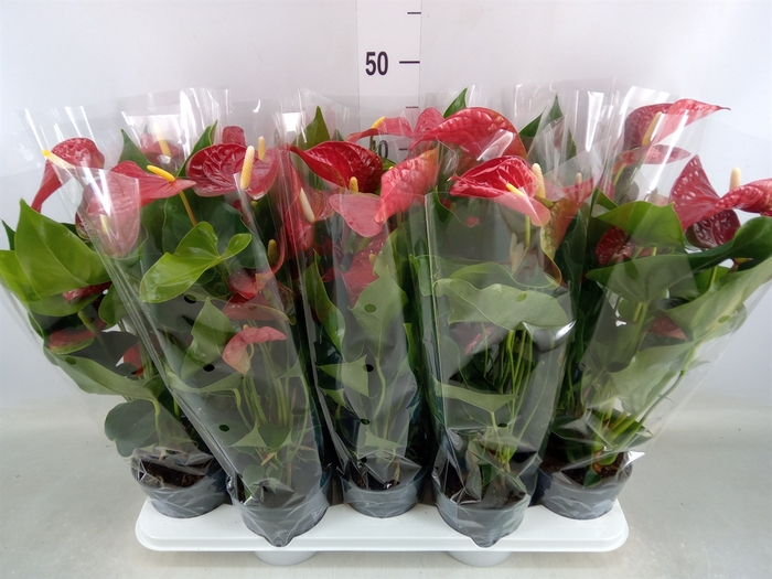 <h4>Anthurium andr. 'Karma Red'</h4>