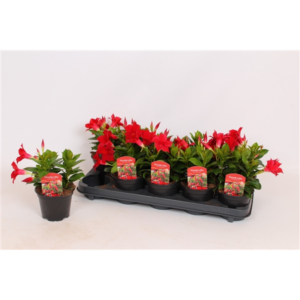<h4>Mandevilla Rio Dark Red</h4>