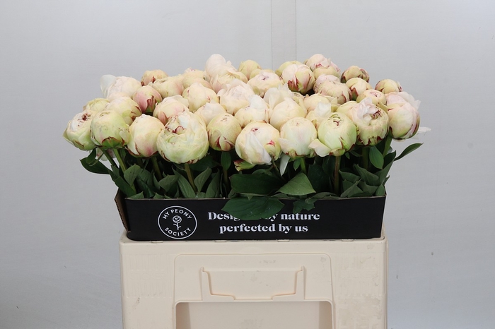 <h4>Paeonia Odile</h4>