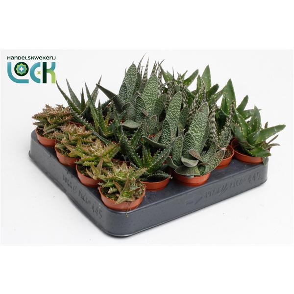 <h4>Aloe Mix</h4>