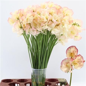 LATHYR MIST APRICOT