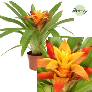 Guzmania Flava