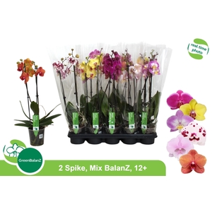 PHAL GEM
