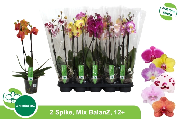 <h4>PHAL GEM</h4>