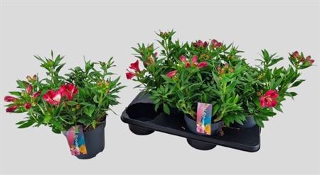 <h4>Alstroemeria Inti Romance</h4>