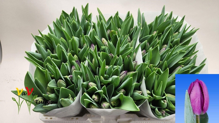 <h4>TU EN BULLIT</h4>