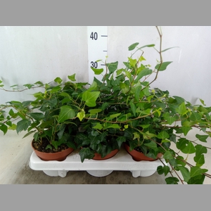 Hedera helix 'Natasja'