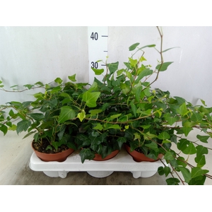 Hedera helix 'Natasja'