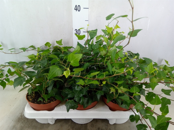 <h4>Hedera helix 'Natasja'</h4>