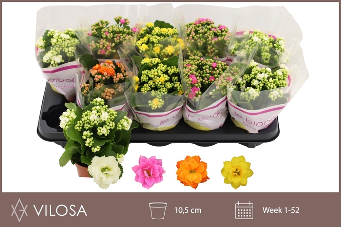 <h4>KAL GE GEM 4 KL</h4>