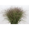 Panicum Warrior