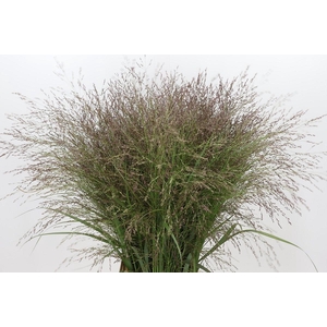 Panicum Warrior