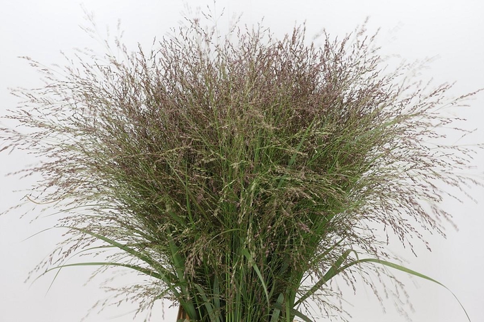 <h4>Panicum Warrior</h4>