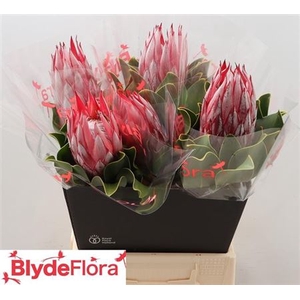 Protea Cy Clare