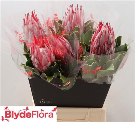 Protea Cy Clare