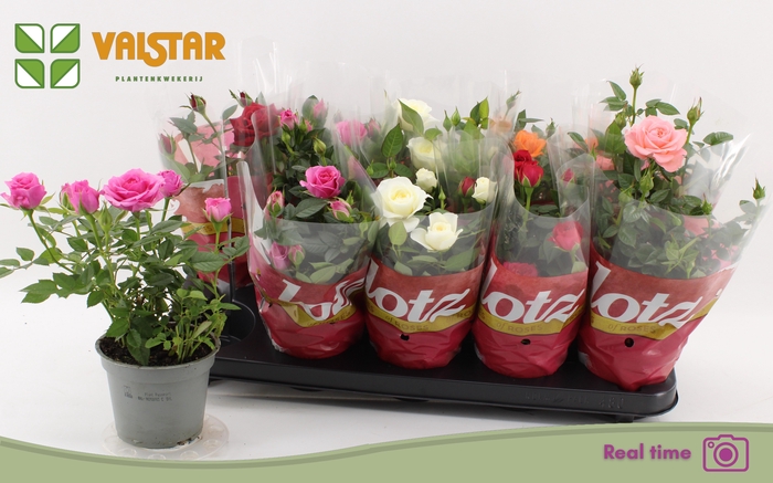 <h4>RO LOTZ OF GEM 6 KL</h4>