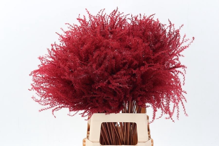 Dried Stippa Feather Bordeaux