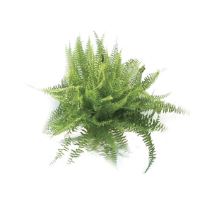 SAMAMBAIA AMERICANA C25