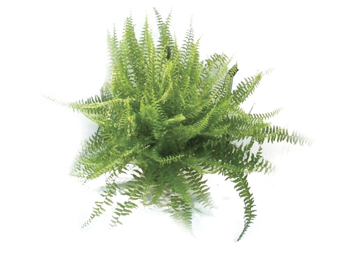 <h4>SAMAMBAIA AMERICANA C21</h4>