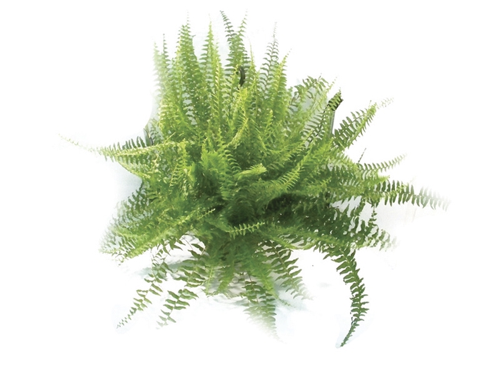 <h4>SAMAMBAIA AMERICANA MINI C18</h4>