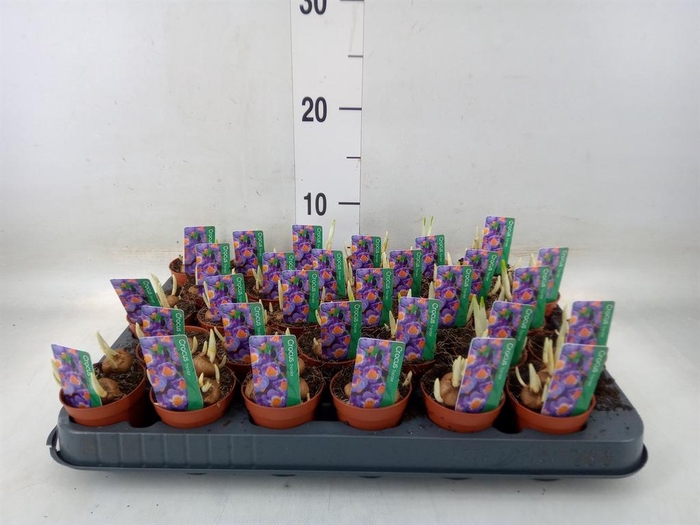 <h4>Crocus   ...in pot</h4>