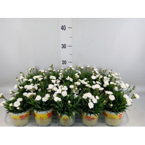 Dianthus allw. 'Lucky Lips Lisa'