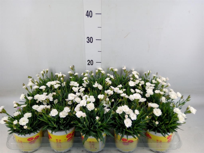 <h4>Dianthus allw. 'Lucky Lips Lisa'</h4>