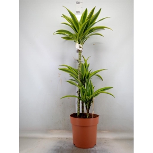 Dracaena fr de 'LemonLime'