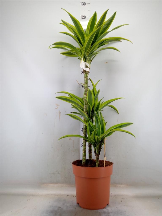 <h4>Dracaena fr de 'LemonLime'</h4>