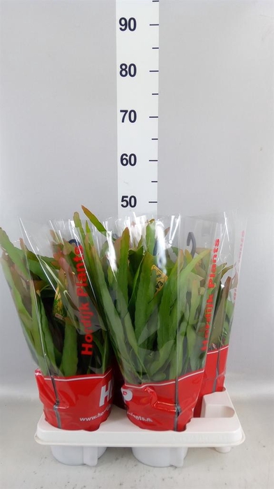 <h4>Pseudorhipsalis ramulosa</h4>