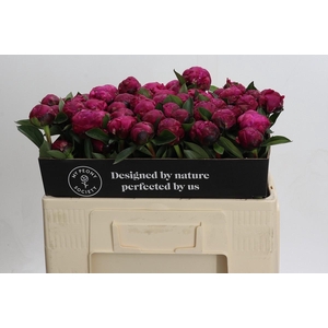 Paeonia Red Sarah Bernhardt