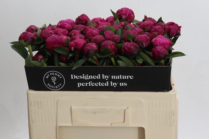 <h4>Paeonia Red Sarah Bernhardt</h4>