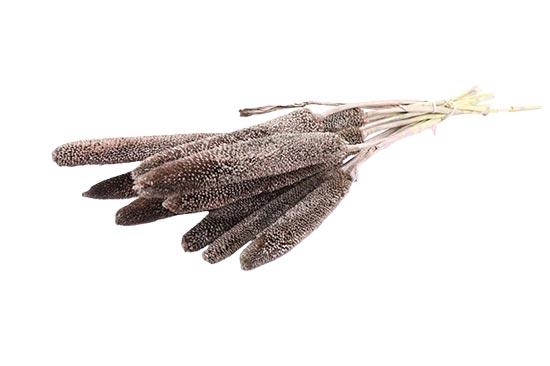 Bunch Babala 10pcs Sleeved L65