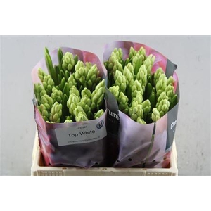 Hyac Top White (noort)