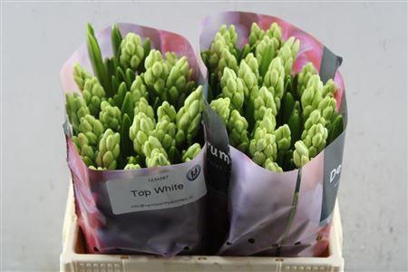 <h4>Hyac Top White (noort)</h4>