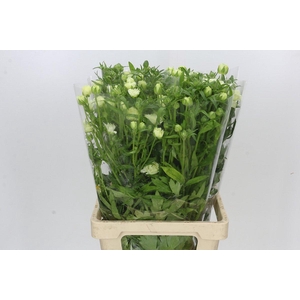 Ranunculus Butterfly Graces