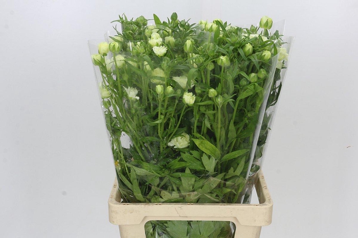 <h4>Ranunculus Butterfly Graces</h4>