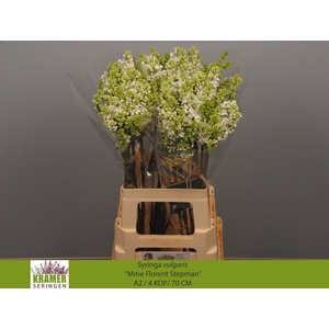 SYR V MME FL STEPMAN