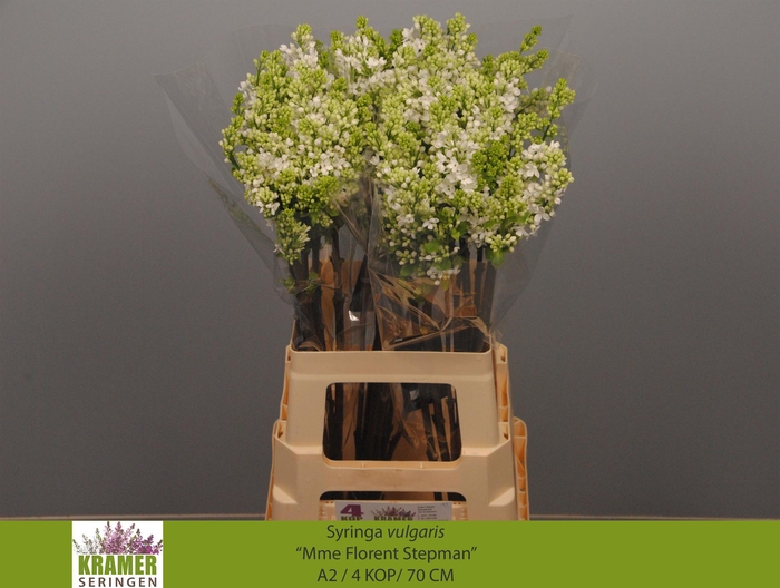 <h4>SYR V MME FL STEPMAN</h4>