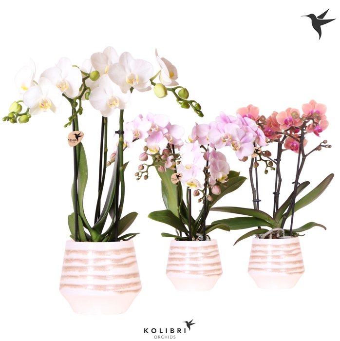 <h4>Kolibri Orchids Phalaenopsis mix 3 spike in Moonstone pot white</h4>