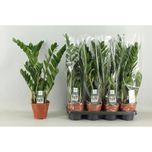 ZAMIO ZAMIIFOLIA