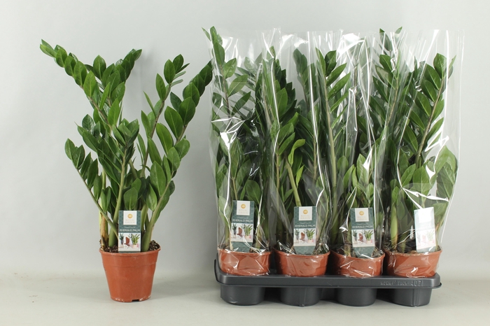 <h4>ZAMIO ZAMIIFOLIA</h4>