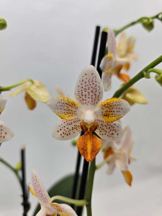 <h4>Limited 70 week 8</h4>