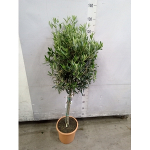 Olea europaea