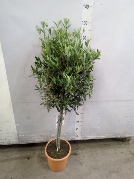 <h4>Olea europaea</h4>