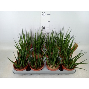 Sansevieria  'Fernwood'