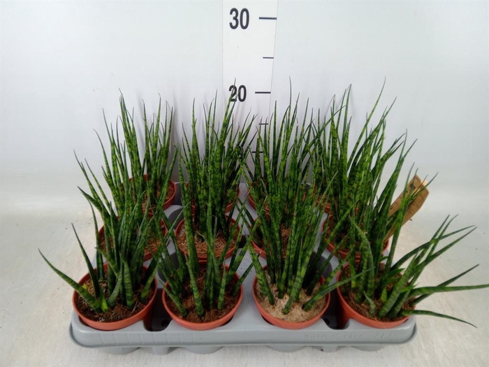 <h4>Sansevieria  'Fernwood'</h4>