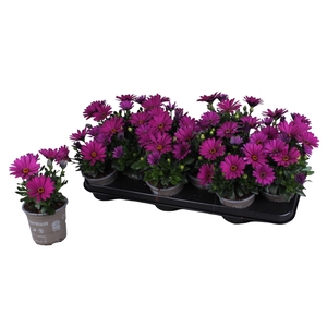 Osteospermum  'Senorita Tanja'