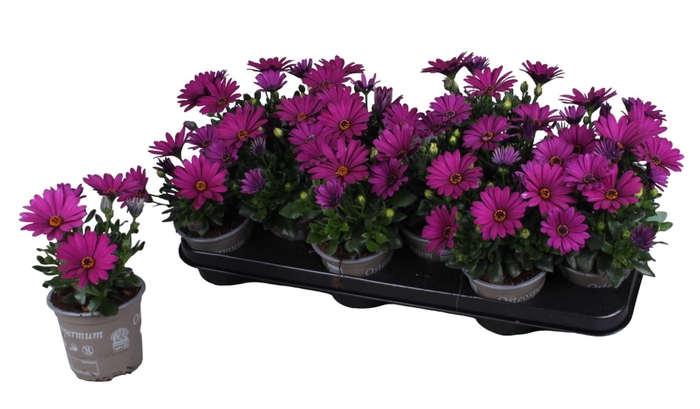 <h4>Osteospermum  'Senorita Tanja'</h4>