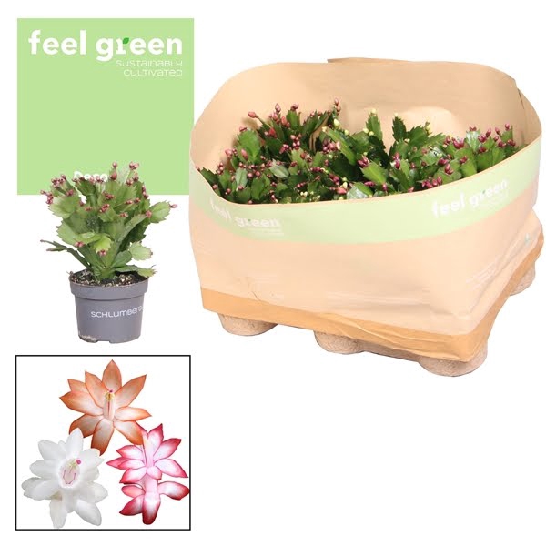 <h4>Schlumbergera Mix Feel Green</h4>